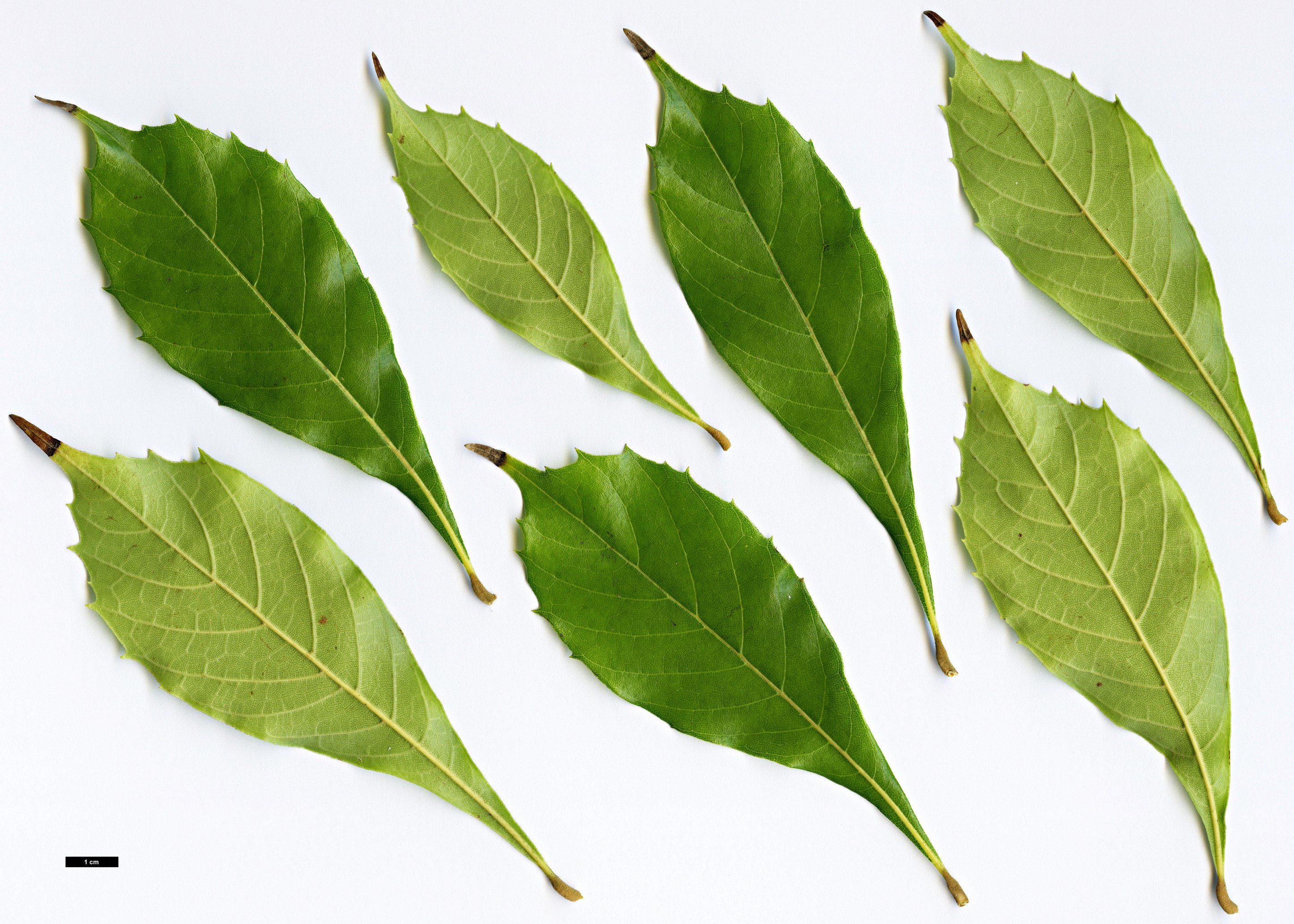 High resolution image: Family: Sabiaceae - Genus: Meliosma - Taxon: yunnanensis